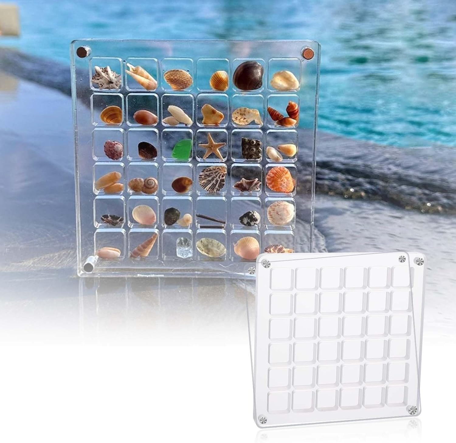 貝の置物 Amazon.co.jp: 貝殻ボックス、貝殻ディスプレイケース 12x12cm