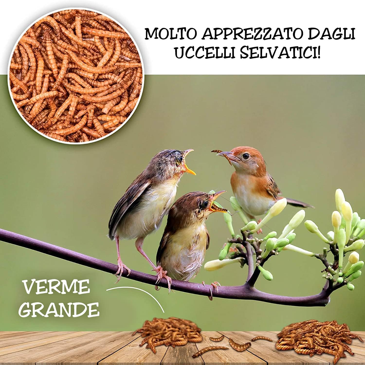 Detox Organica Camole della Farina Essiccate 160gr 1000ml Mangime per Uccelli Selvatici, Pesci, Tartarughe, Roditori, Rettili