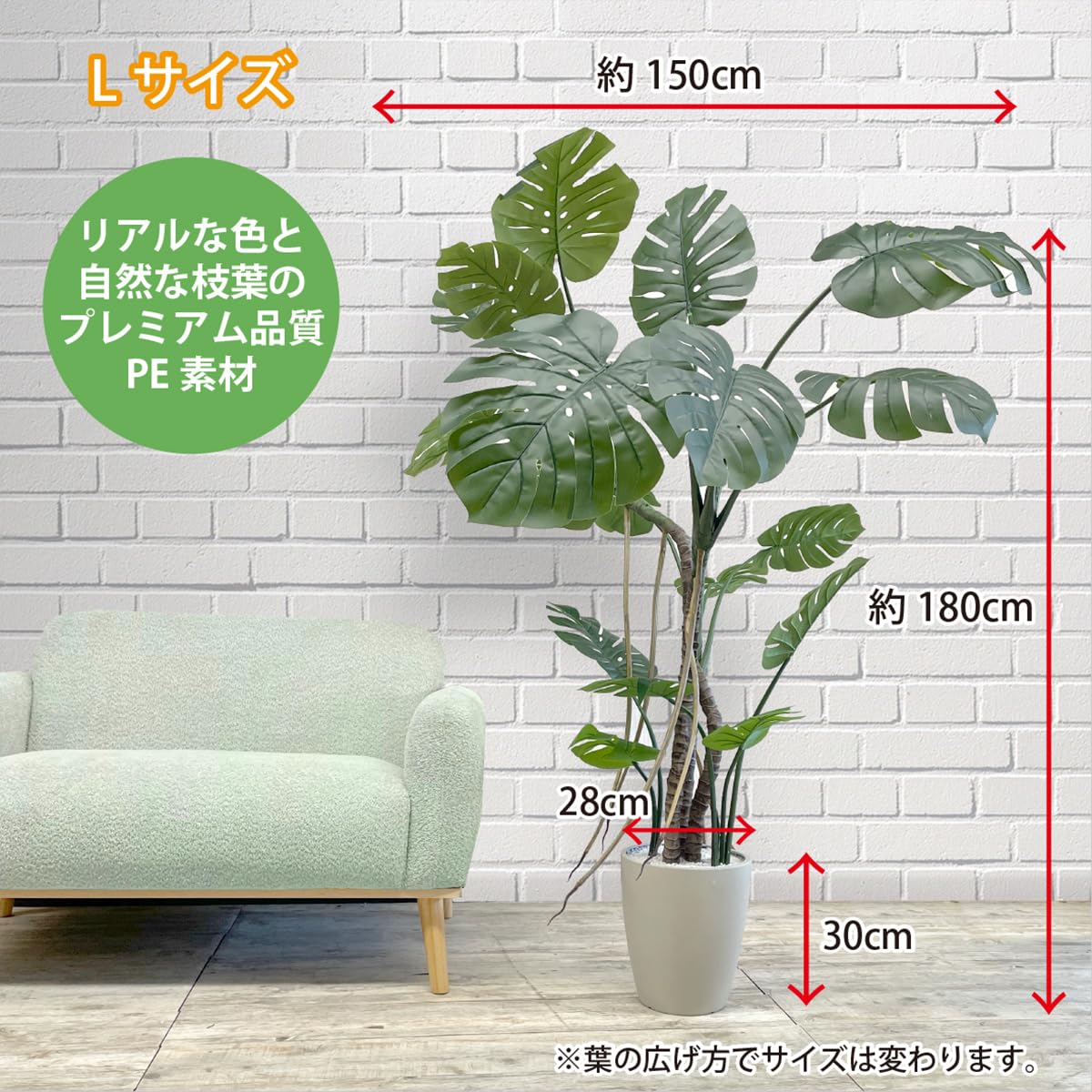 フィカス大葉 モンステラ 緑の空間 癒し植物 フィカス大葉 モンステラ 緑の空間 癒し植物