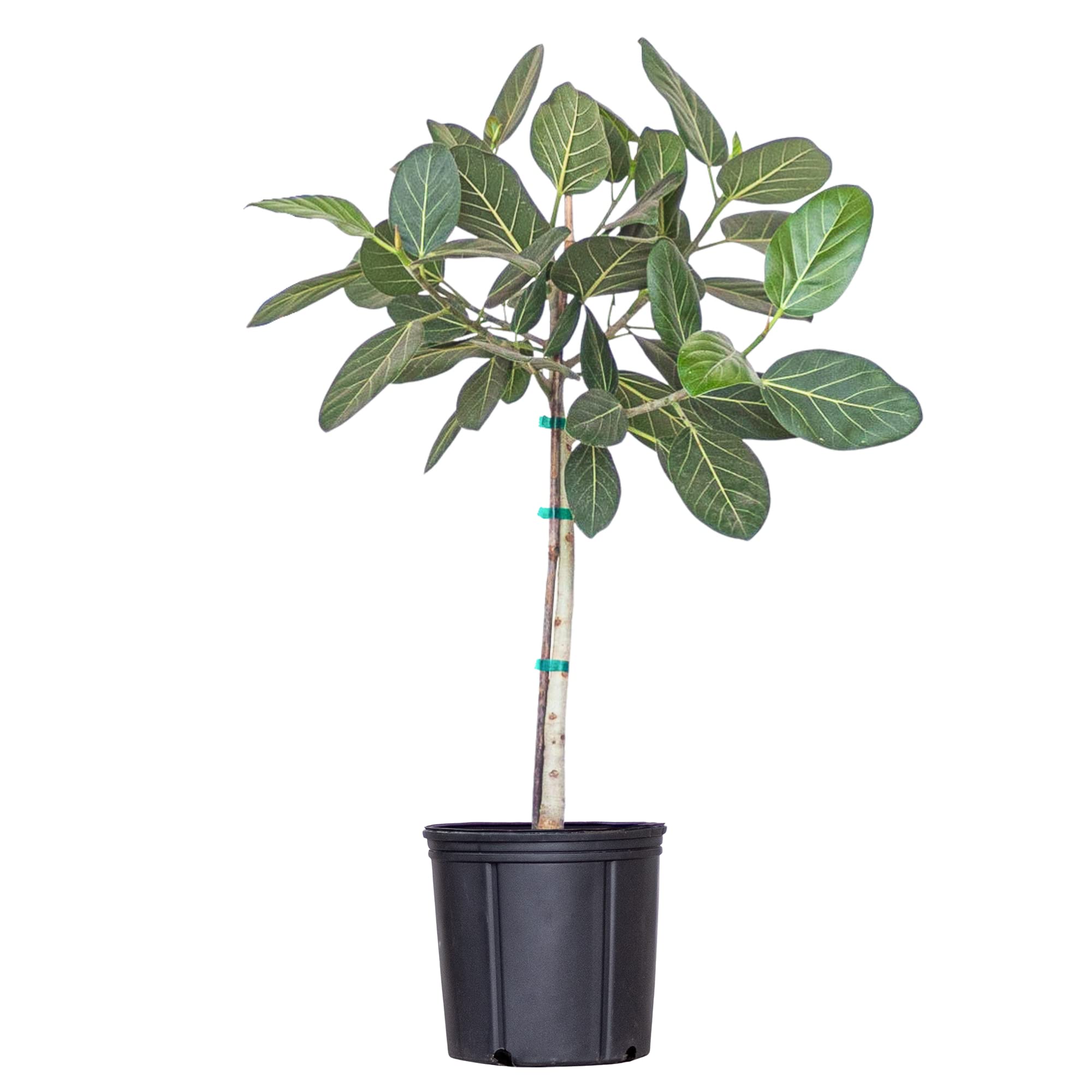 Amazon.com : Ficus Audrey Live Plant 3238 inches Tall in 10 inch Nursery  Pot, Upright Indoor Tree with Velvety Leaves, Easy Care Air Purifier Plant  for Modern Home and Office Spaces by