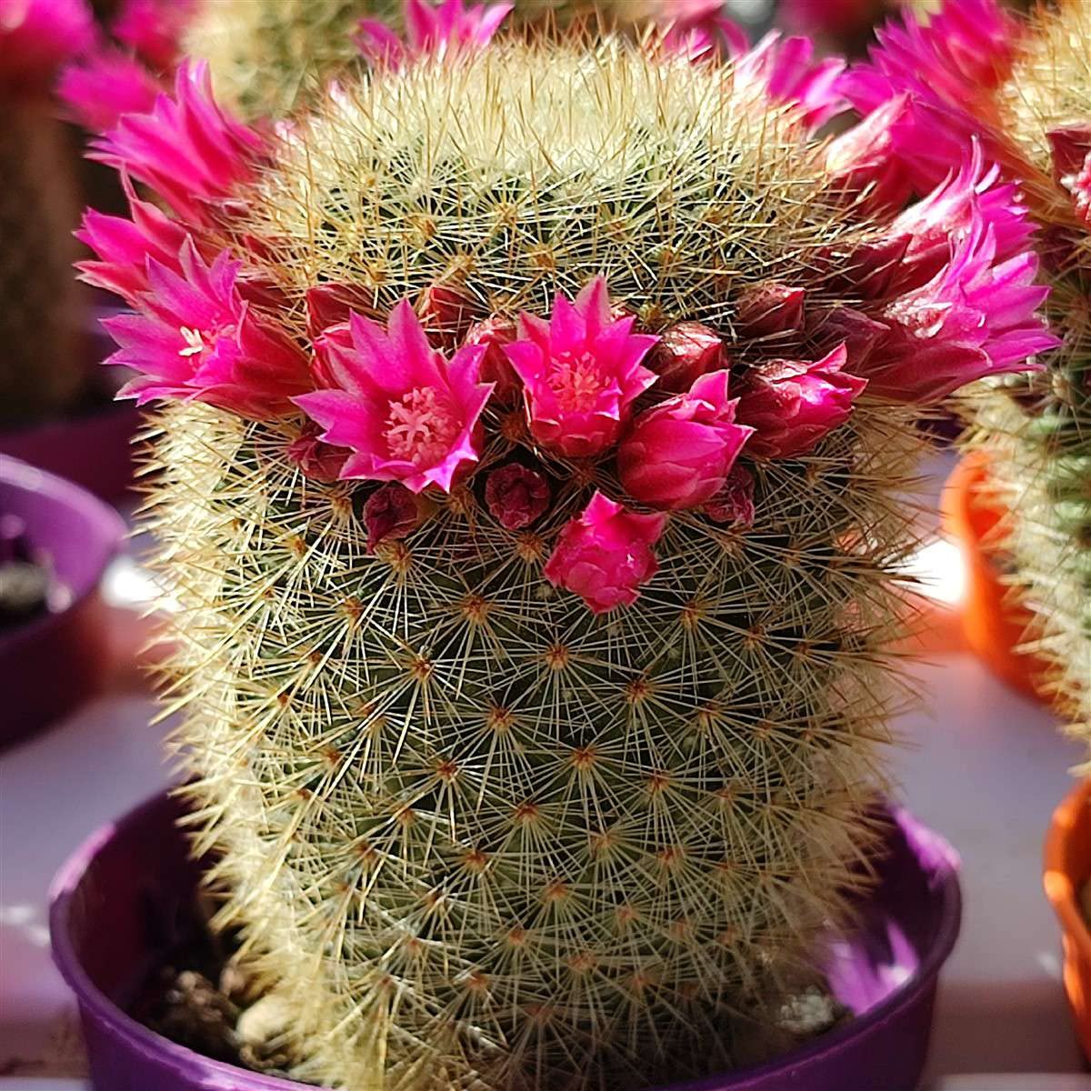 M.D. FARM AND NURSERY| liveMammillaria spinosissima ssp. pilcayensis (B0BPC9Z5FT) Amazon Price History, Amazon Price Tracker