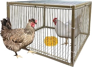 높이 38.1cm(15인치) 닭 비둘기 함정 케이지, 새장, 작은 동물 함정 케이지, 탈출 방지 디자인, 새 칠면조 오리 비둘기 (길이 59.9cm(23.6인치) x 너비 59.9cm(23.6인치) x 높이 39.9cm(15.7인치)