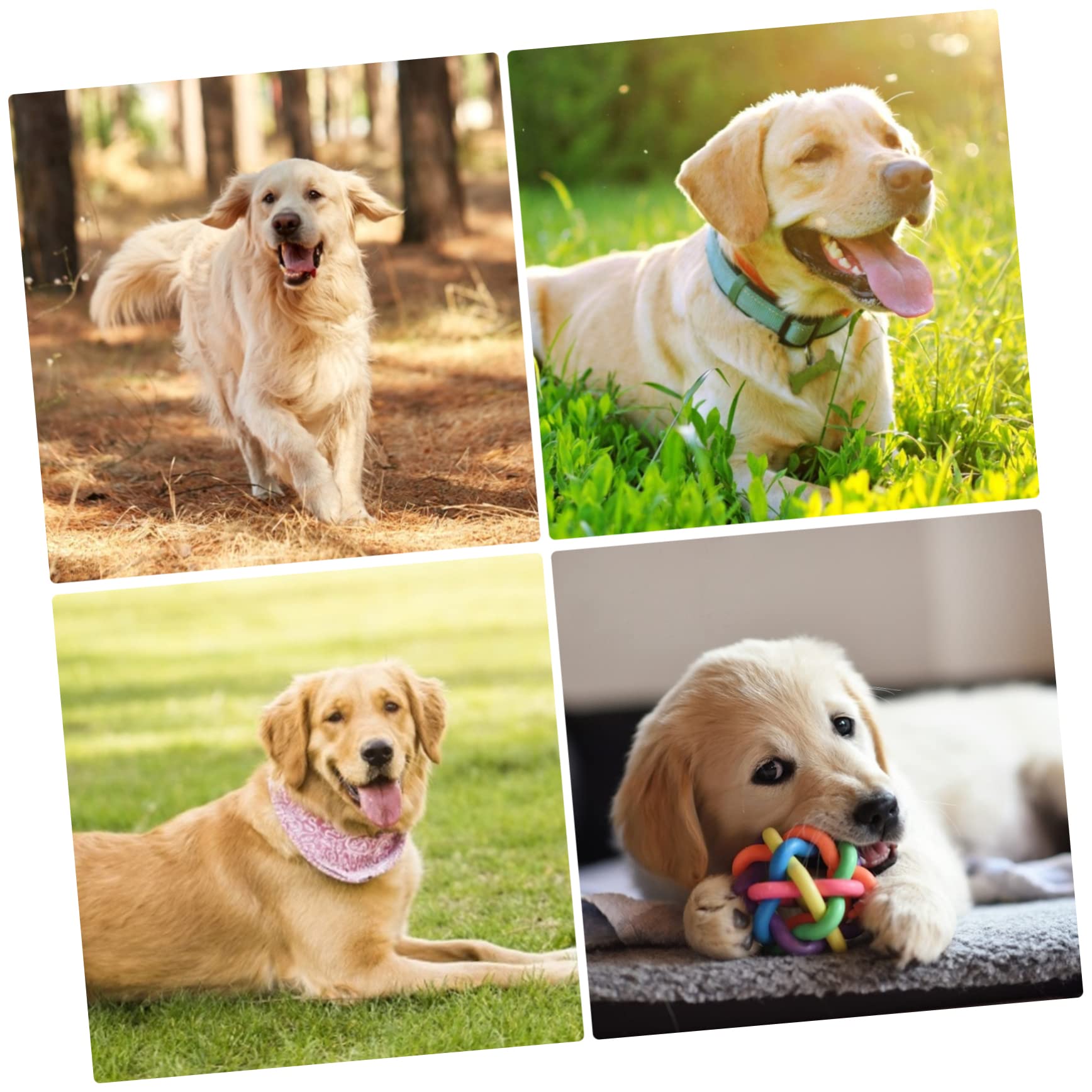 Sosoport 3pièces Squeaky Dog Toy Plush Interactive Puppy Teething Chew Toy Jouet Peluche pour Chiens Résistant Et Amusant pour Soulager Ennui Comportements Destructeurs