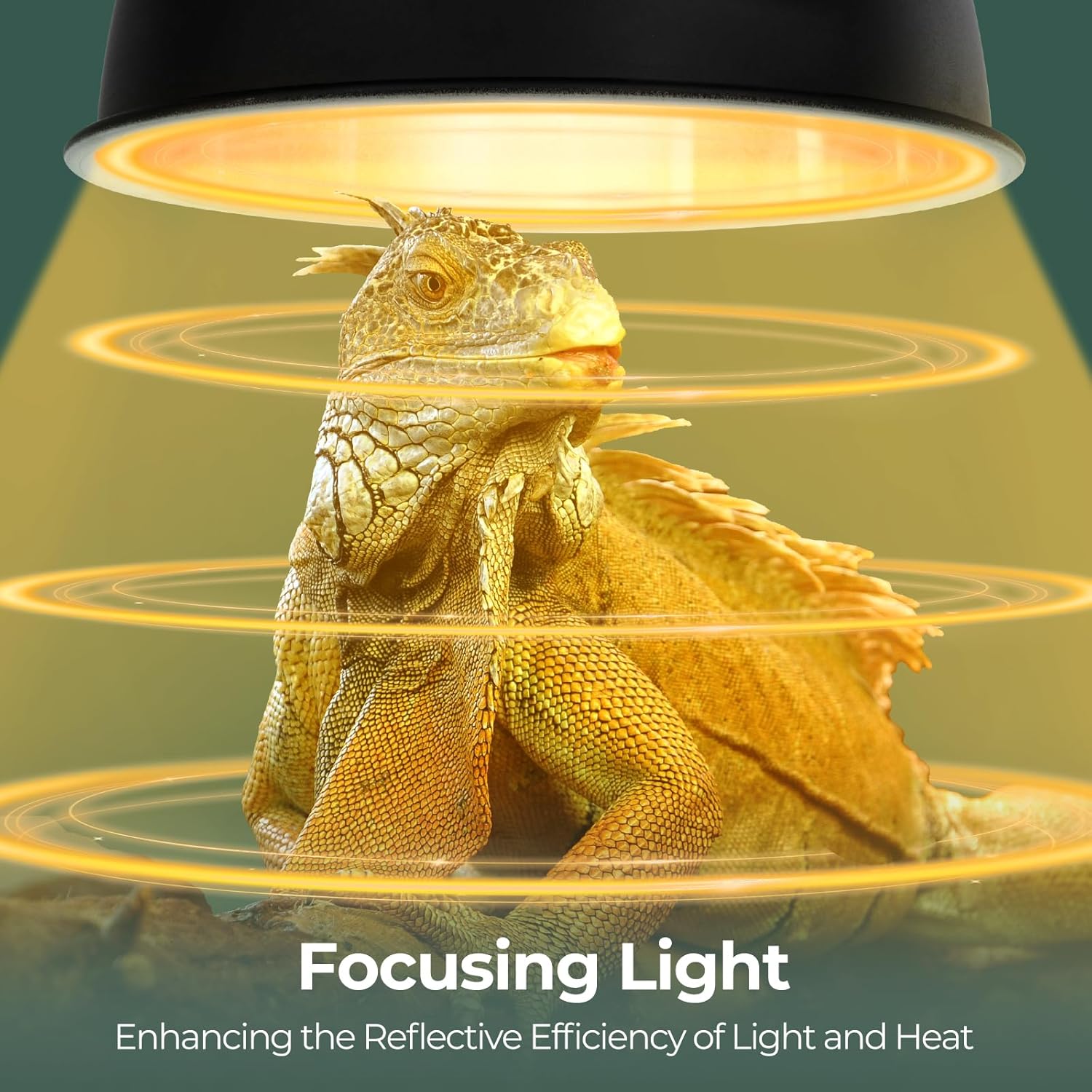 2 Pack Reptile Light Fixture with Dual Lamp Stand