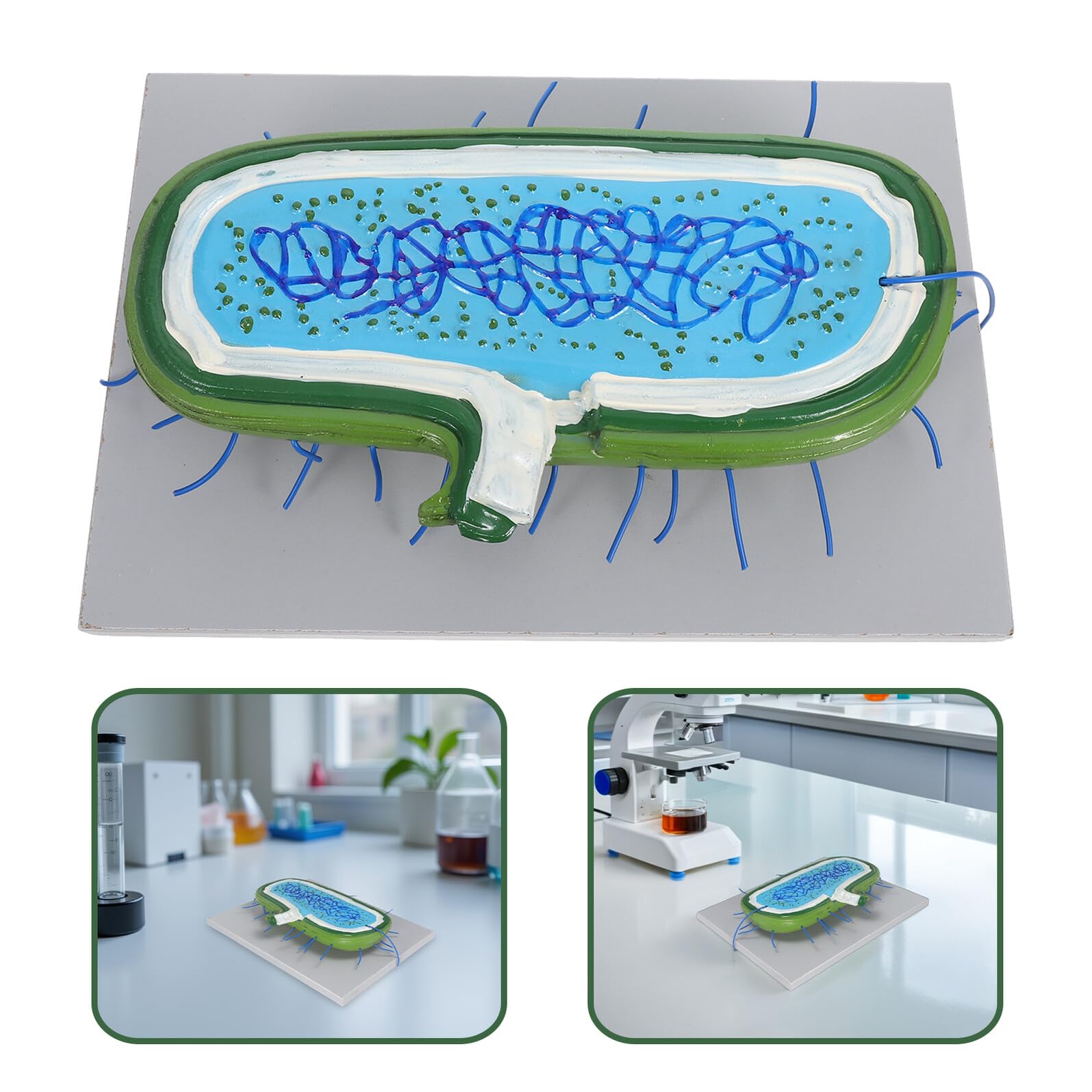 Vergrößertes Zellkernmodell aus Kunststoff für Biologieunterricht | Detaillierte Zellorganellen Darstellung, Demonstrationsmodell für Schüler, Naturwissenschaftlicher Unterricht