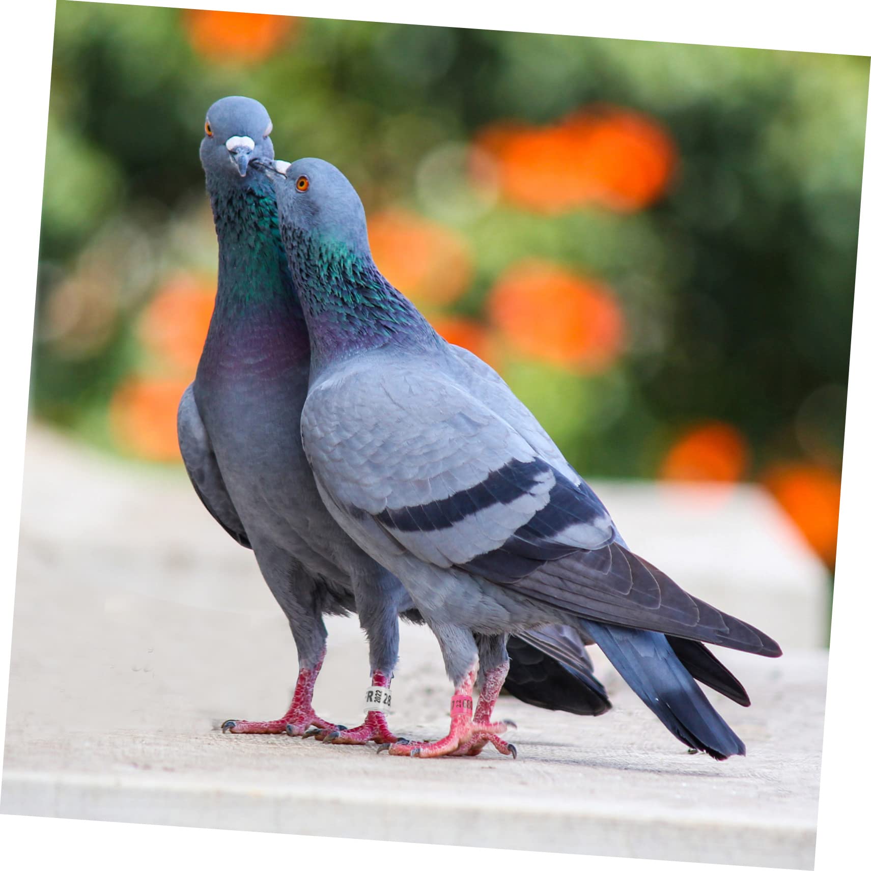 BESPORTBLE 300pezzi Anelli Identificativi Alluminio per Piccioni e Uccelli Fasce Colorate per Allenamento e Monitoraggio per Pappagalli e Pollame