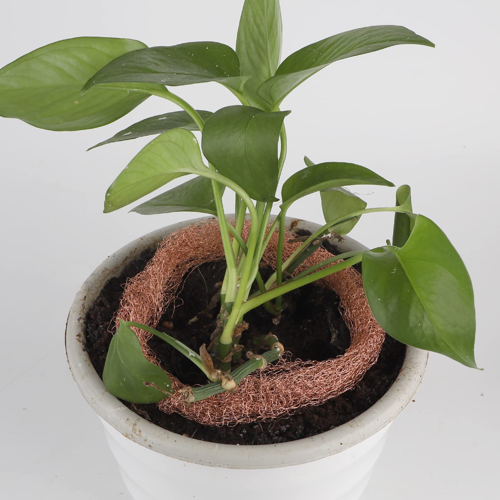Répulsifs Anti-limaces Maille Cuivre, Fil Cuivre Pur Antirouille, Rouleau Treillis Métallique Fin Remplir Trous, Protecteur Plant Jardin, Piège Limaces Escargots Souris Cour Répulsifs Anti-limaces Maille Cuivre, Fil Cuivre Pur Antirouille, Rouleau Treillis Métallique Fin Remplir Trous, Protecteur Plant Jardin, Piège Limaces Escargots Souris Cour