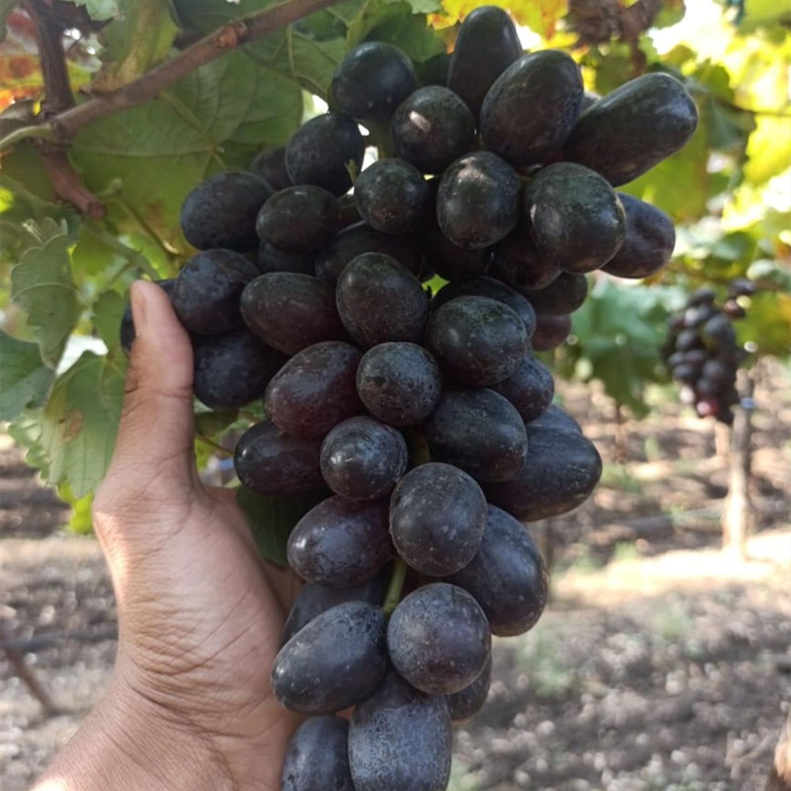 Good for Containers Finger Grape Root, Ggrape Bare Root, Excellent Display,Grape Vine Plant-1 Root-J