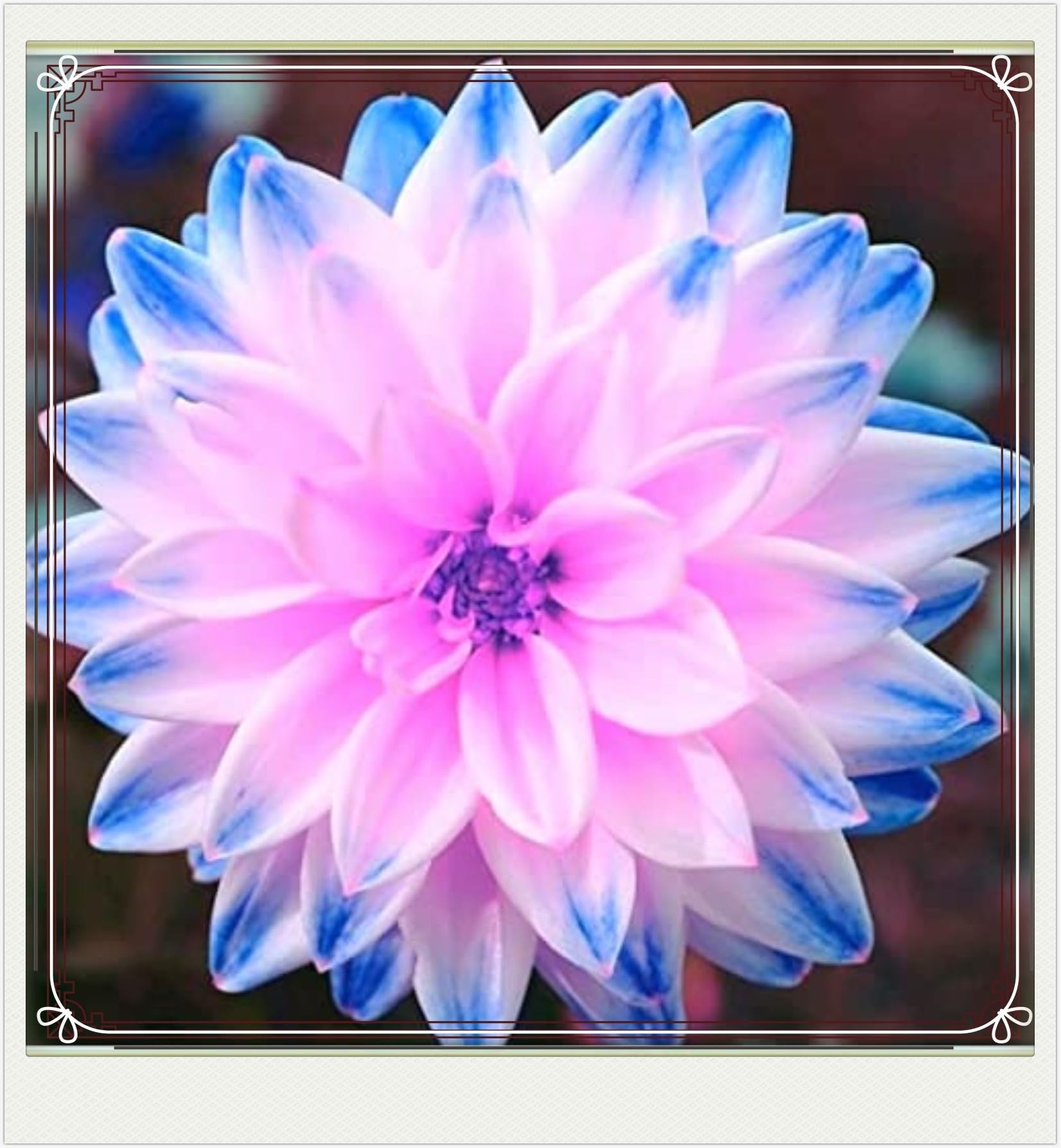 Dahlia Bulbs-Dahlia Plant Dahlia Bulbs for Planting Now UK,Hardy Perennial,Ornamental Flowers,Garden Flowers,Wedding Flowers-4bulbs-i
