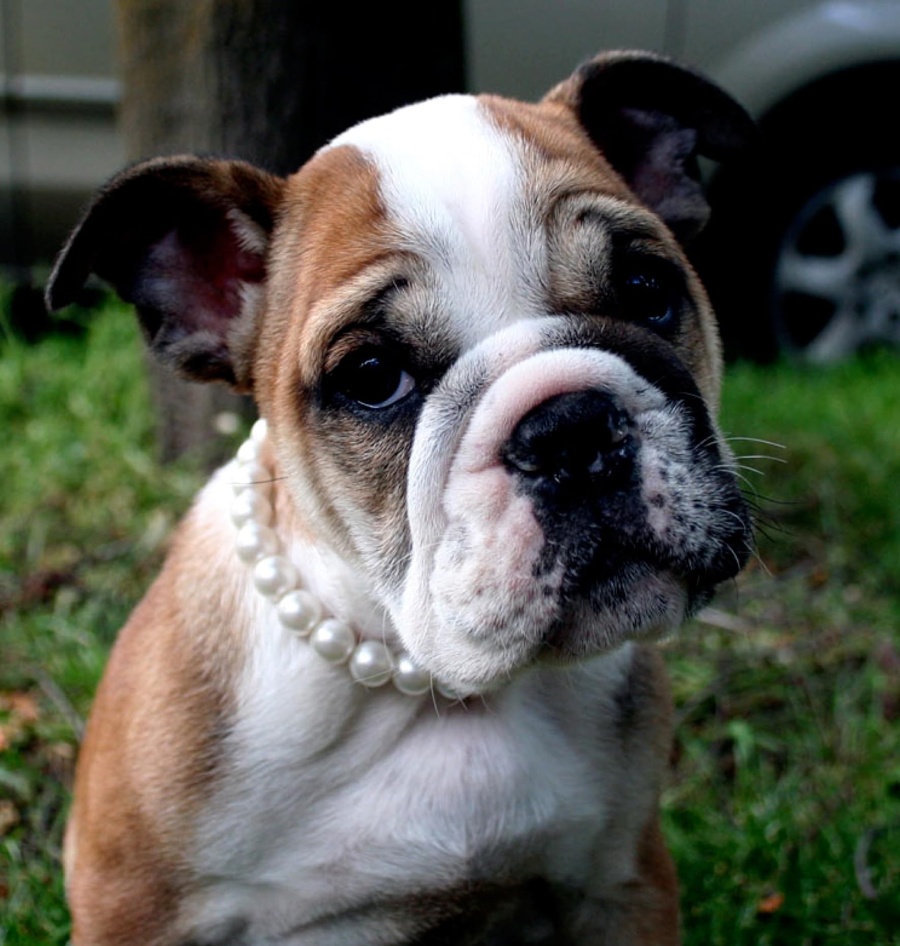 Amazon.co.jp: 犬服工房ラグランTシャツ型紙 ブルドッグ BSM&BM&BML