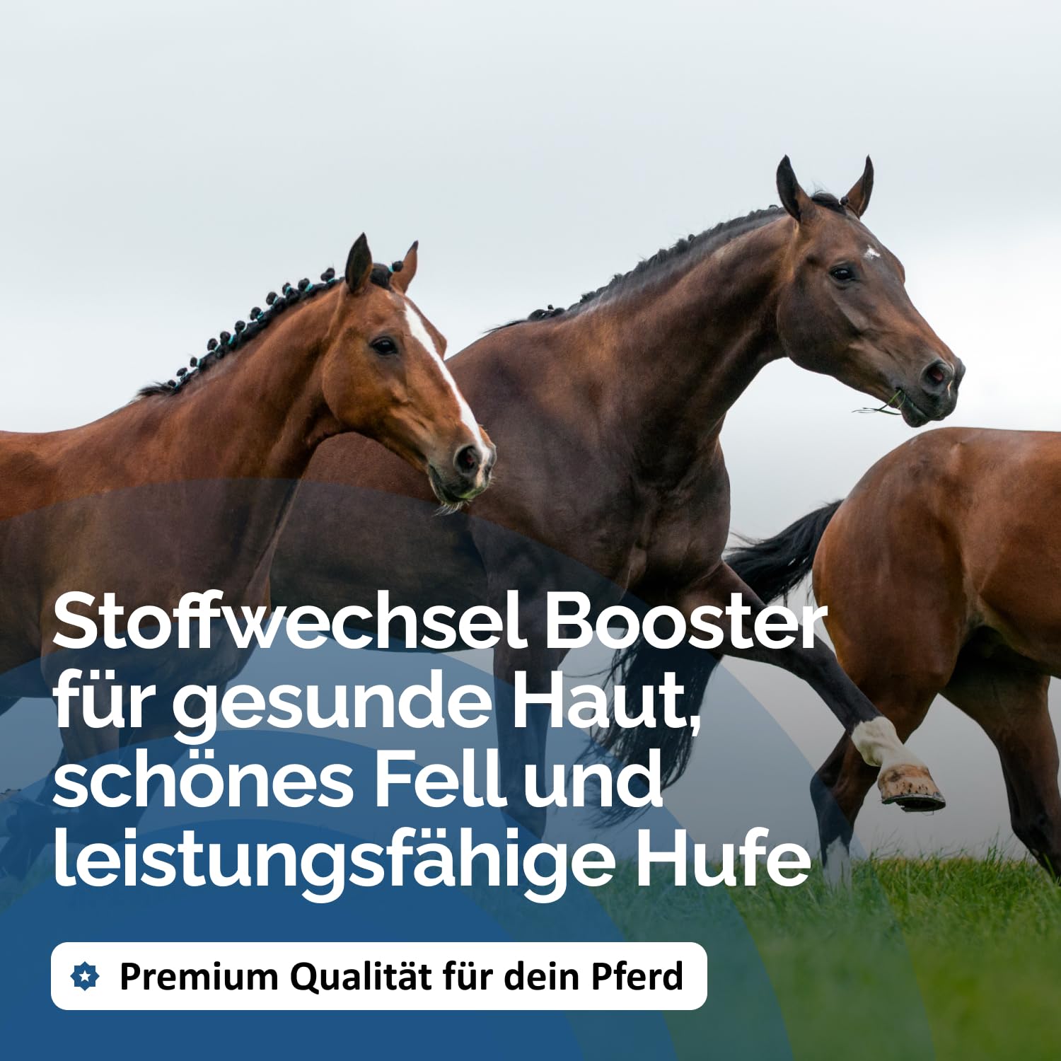 The Horse Vitality Company Stoffwechselbooster für Pferde 2 kg Pulver | Mischung aus Kräutern, Zink & Magnesium | Fellwechsel, Immunsystem & Vitalität | 100% natürlich | Made in Germany
