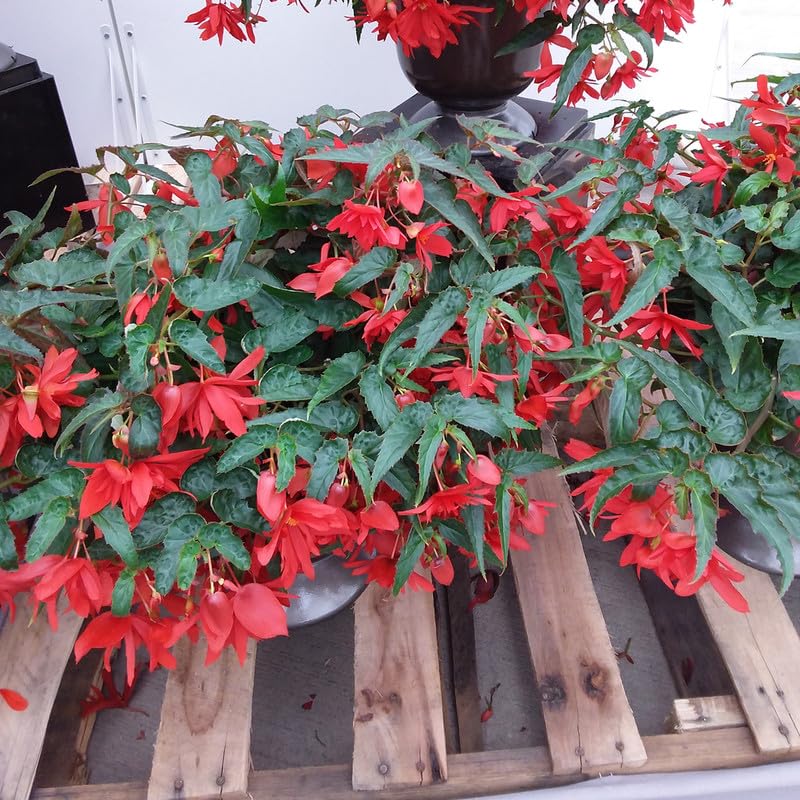 GrowZidGrowZid Flower Bulbs Imported Hanging Begonia Beautiful Tuberous for this Season Home Gardening and Flowers in Your Garden pack of 4 Funkey Red