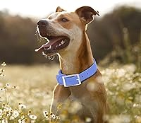 Vista 30 de Wisedog Waterproof Dog Collar: Multiple Adjust 7" to 23.6", Soft Rubber Coated Webbing, Easy to Clean, for Small Medium Large Dogs