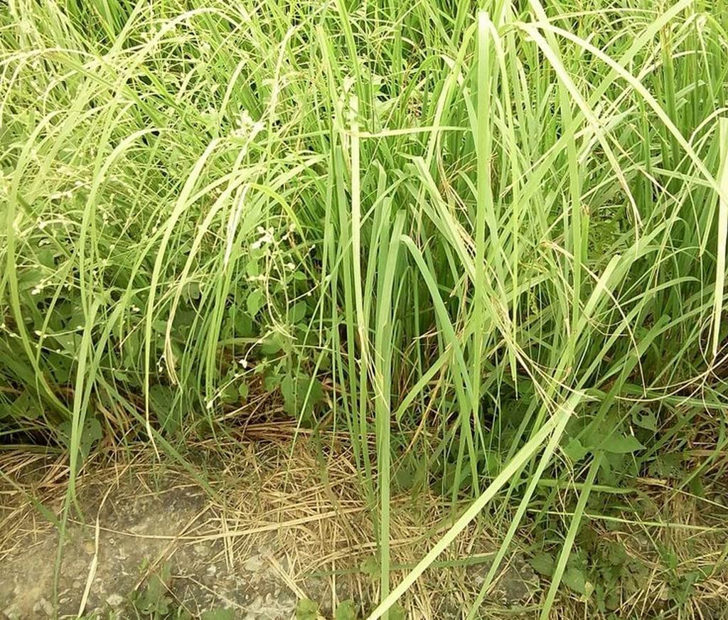 Buy Creative Farmer Darbha Grass (Desmostachya Bipinnat) Kusha