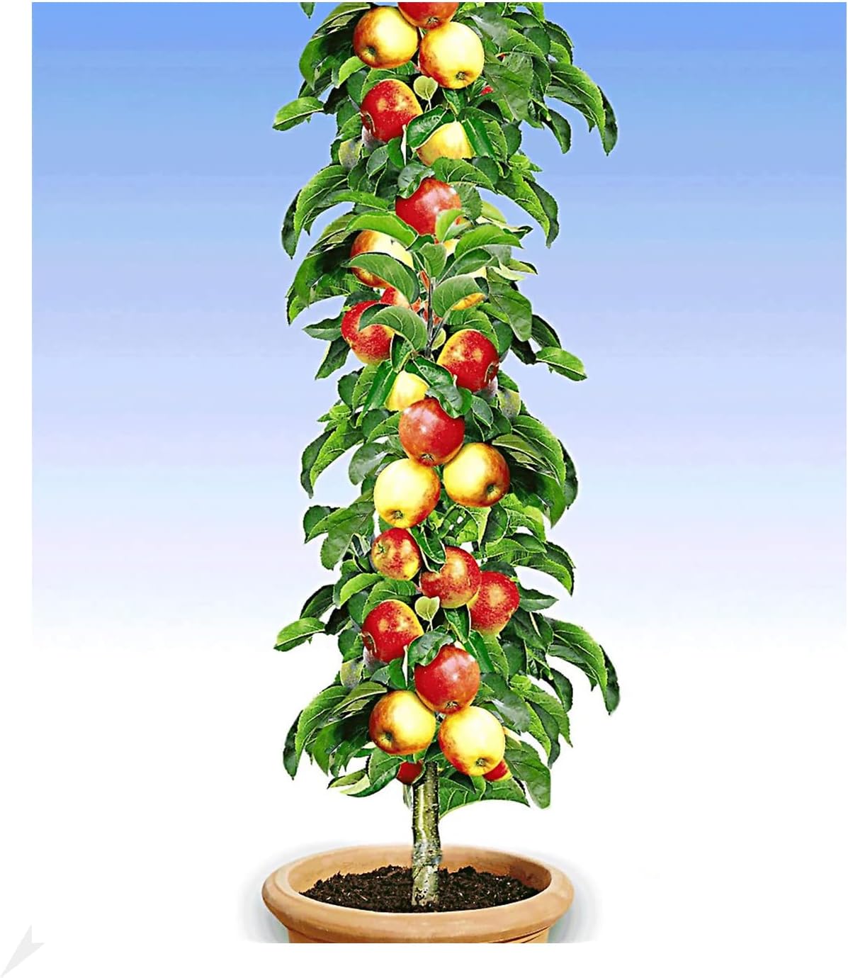 BALDUR Garten SäulenApfel 