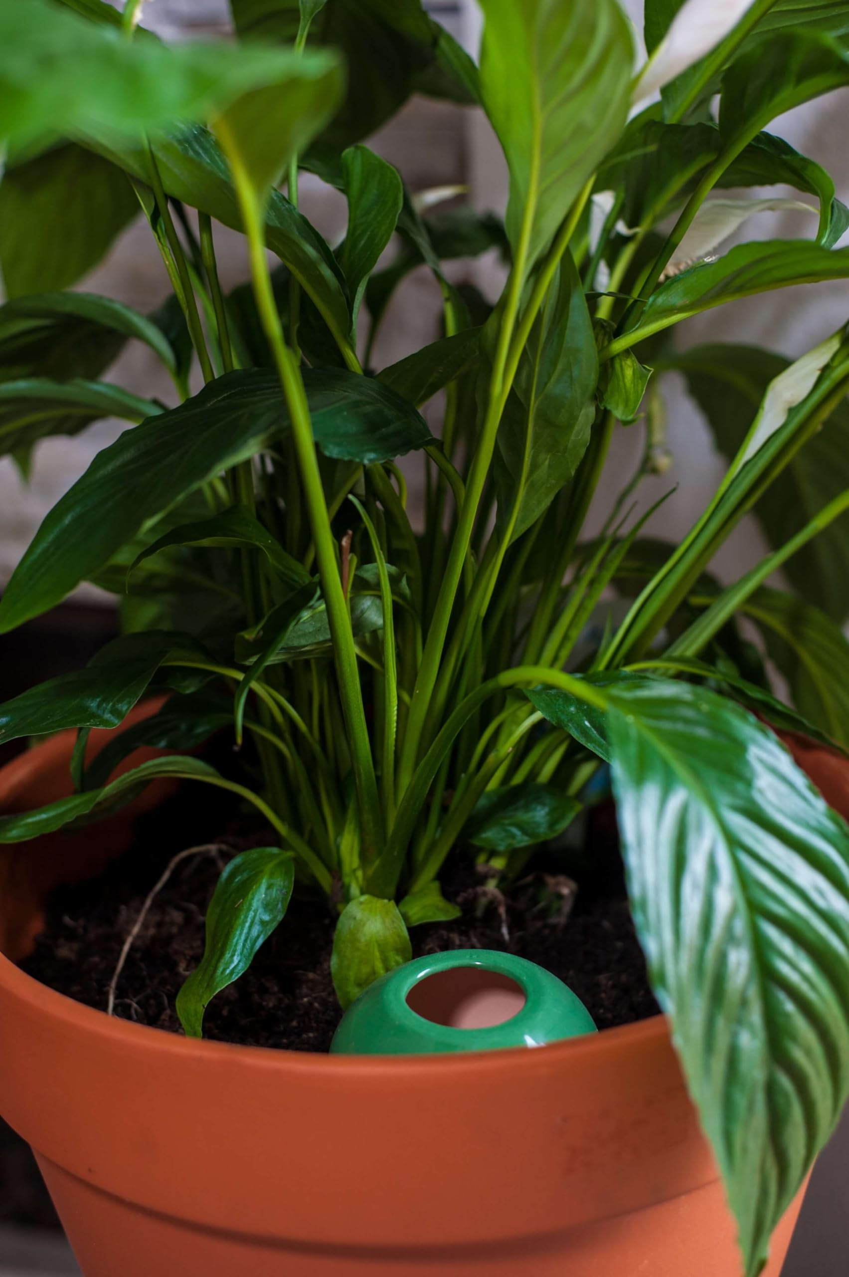 3 Oyas a Planter en Terre Cuite de 300 ML en Couleur - avec Couvercle- Goutte a Goutte pour Plante d'interieur - ollas (Vert)