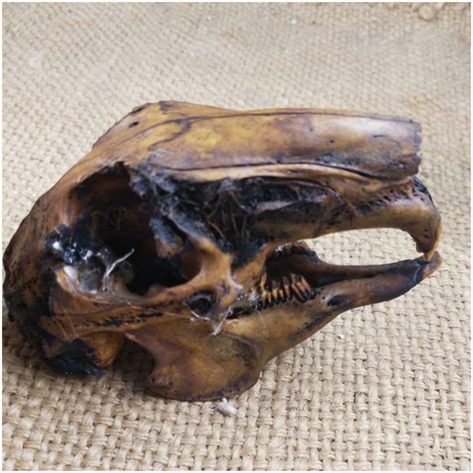 Amazon.co.jp: 本物の動物のウサギの頭蓋骨標本剥製動物の頭の動物の