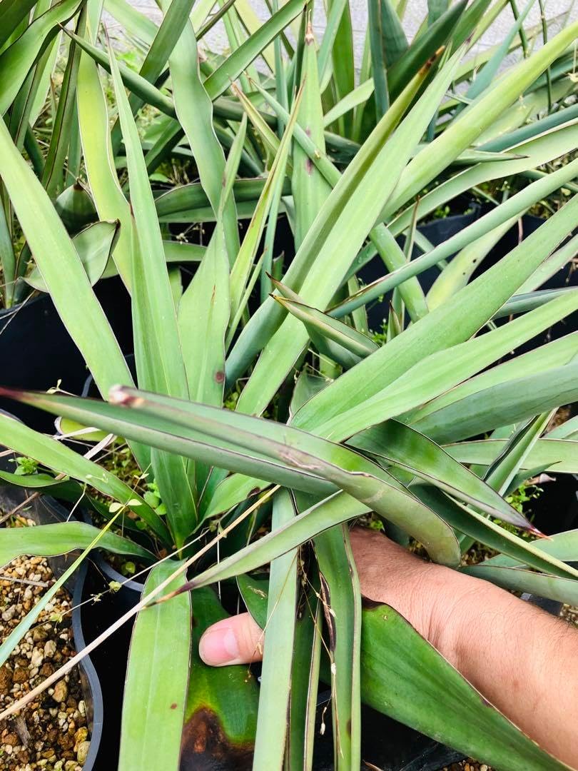 ユッカロストラータ 実生苗 抜き苗発送A-1 ユッカロストラータ実生苗