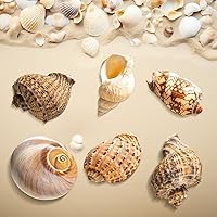 Vista 4 de 6 conchas de cangrejo ermitaño grandes, conchas naturales de 2.8 a 3.8 pulgadas, tamaño de apertura de 1.6 a 2.7 pulgadas, hábitat de cangrejo
