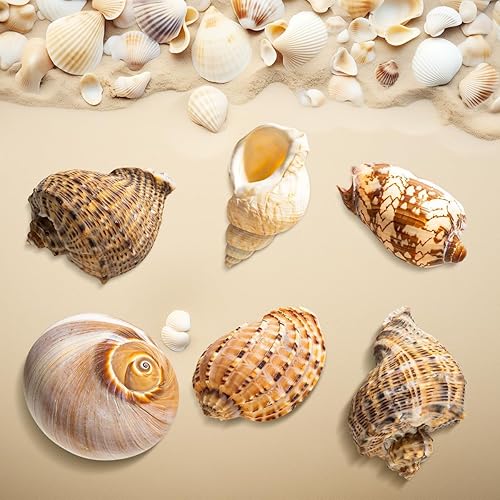 Miniatura 4 de 6 conchas de cangrejo ermitaño grandes, conchas naturales de 2.8 a 3.8 pulgadas, tamaño de apertura de 1.6 a 2.7 pulgadas, hábitat de cangrejo