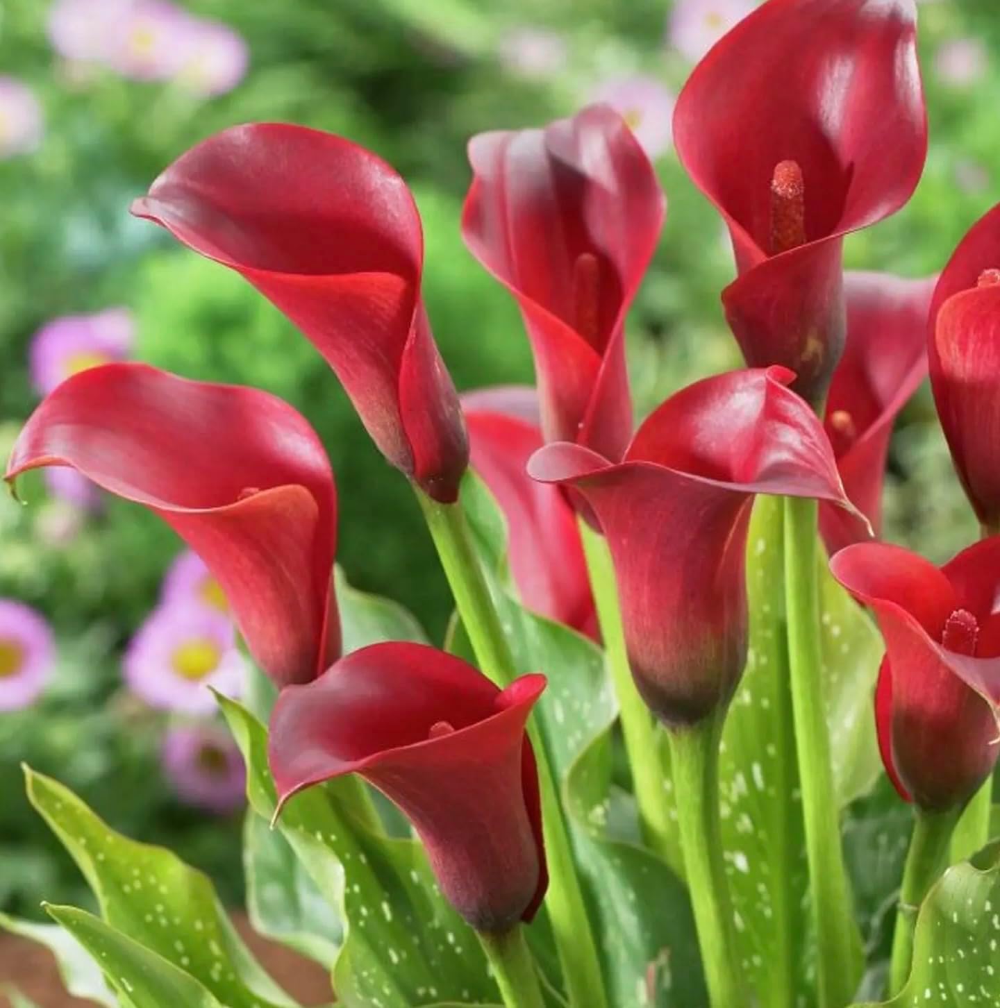 Majestic Red Calla Lily Bulbs for Planting - Deep Crimson Red Flowers - Big Healthy Bulbs for Growing - Deer & Rodent Resistant - Create Your Own Bouquet (10 Bulbs)