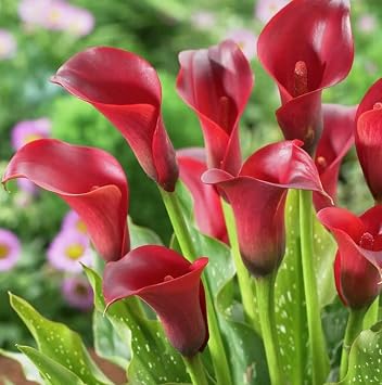 Majestic Red Calla Lily Bulbs for Planting - Deep Crimson Red Flowers - Big Healthy Bulbs for Growing - Deer & Rodent Resistant - Create Your Own Bouquet 3 Bulbs