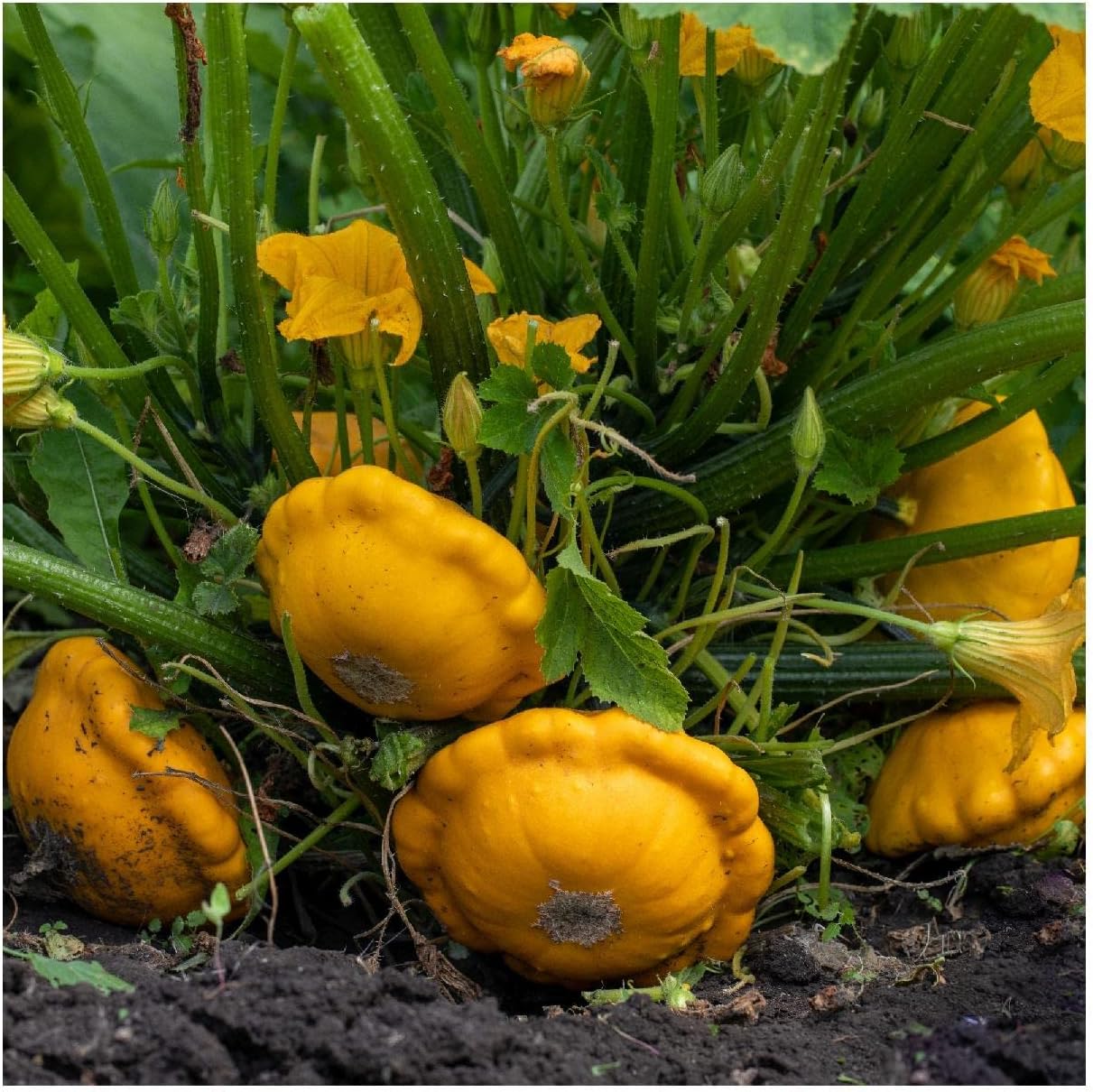 Everwilde Farms - 1/4 Lb Organic Scallop Yellow Bush Summer Squash Seeds - Gold Vault