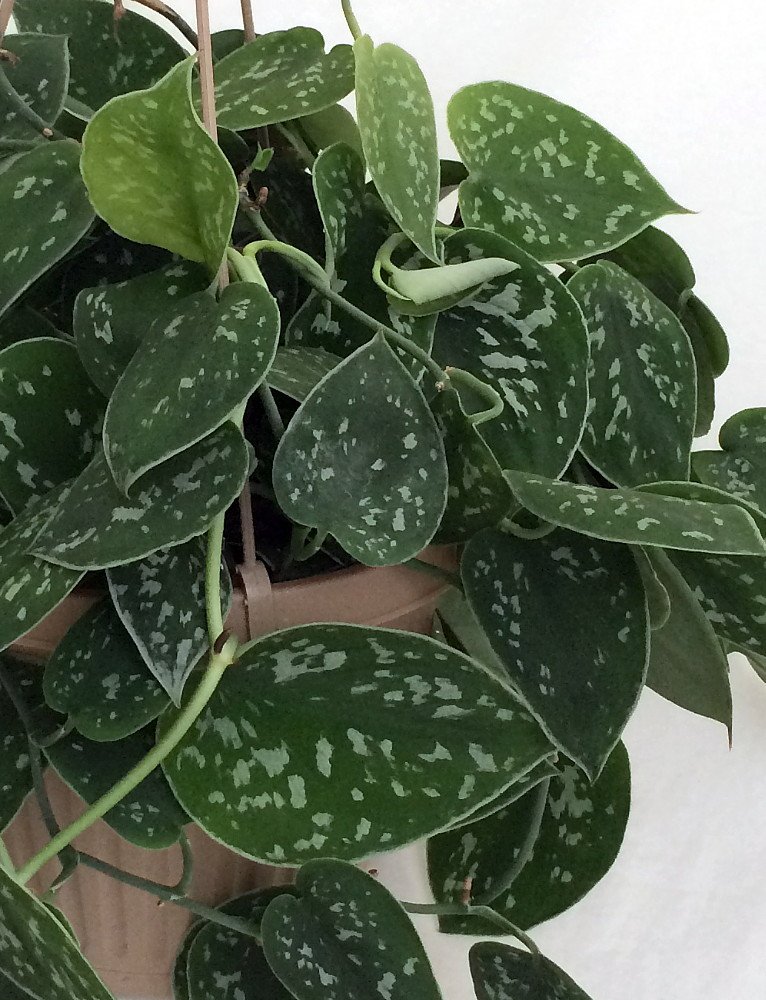 Amazon.com : Rare Silver Cloud Philodendron - Scindapsus pictus - Easy - 4"  Pot - Collector's : Patio, Lawn & Garden