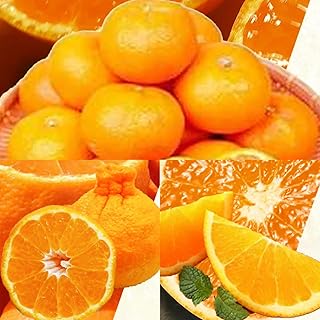 魚鶴商店【定期便 全3回】紀州和歌山産 旬の柑橘セット（みかん・紀州デコ・清見）