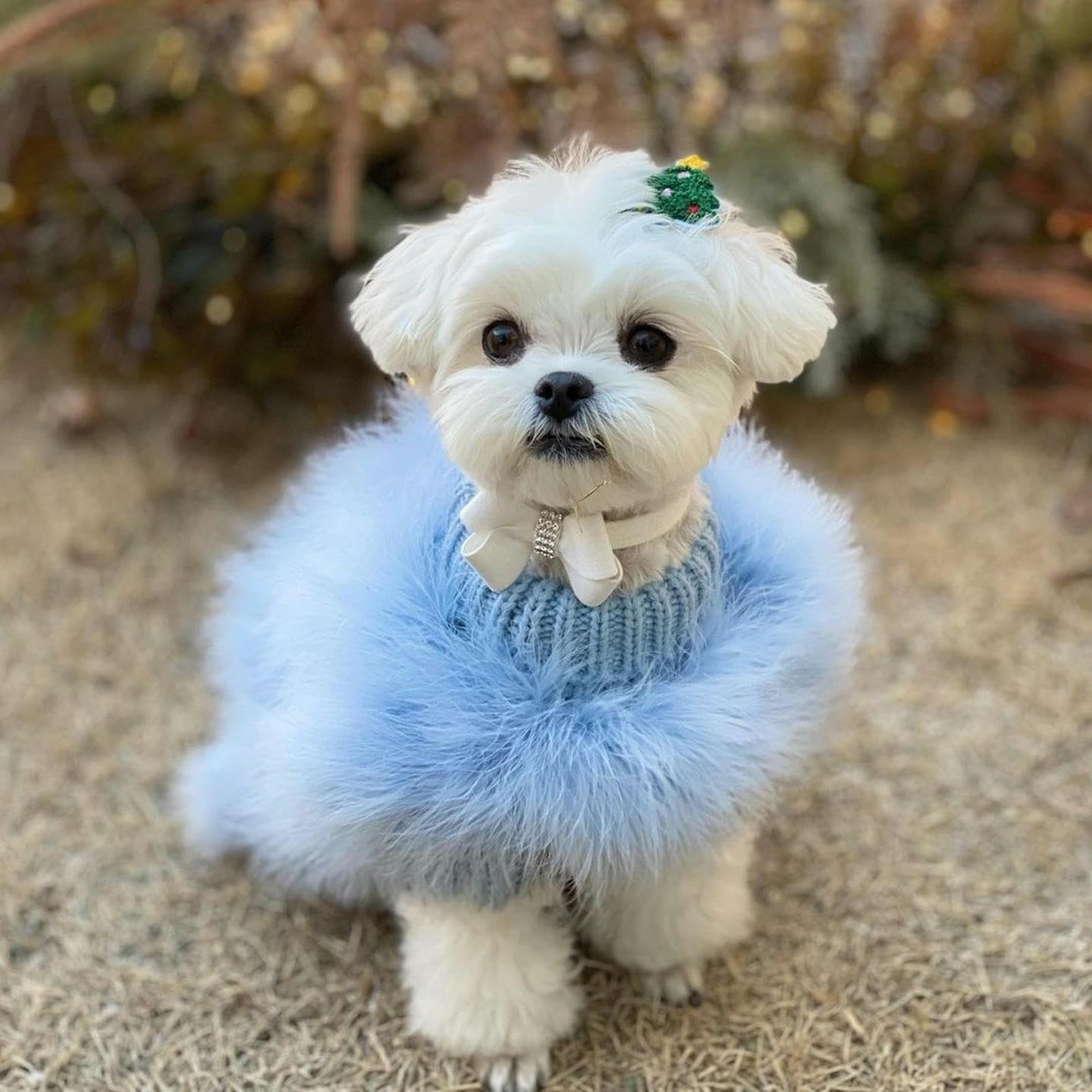 Pull de luxe pour chien – Pull d'hiver chaud avec plumes pour chiens de petite et moyenne taille, parfait pour les fêtes et l'extérieur, manteau confortable et élégant pour animal de compagnie
