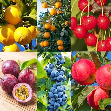Fruit Seeds Variety Pack, Non-GMO Heirloom, 180 Seeds,40 Lemon, 40 Orange, 40 Apple, 40 Passion Fruit, 10 Sweet Cherry, and 10 Blueberry Seeds, for Indoor and Outdoor Planting