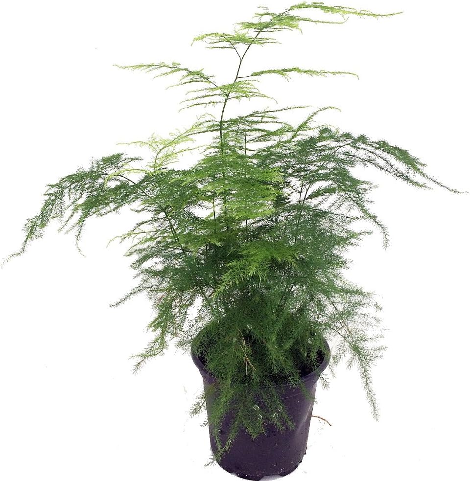 Fern Leaf Plumosus Asparagus Fern - 4" Pot - Easy to Grow - Great Houseplant