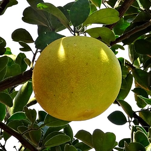 Miniatura 3 de CHUXAY GARDEN Hardy Mini Pummello Pomelo Semillas de árbol 10 semillas de cítricos Maxima Dulces Saludables Regalos de Jardinería