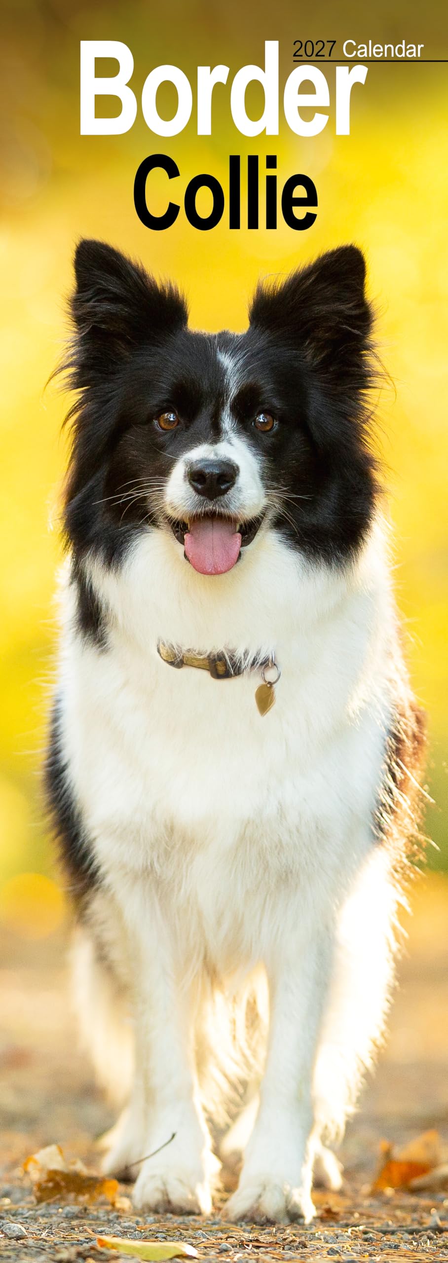 Border Collie Slim 2027 Calendar | Slimline Wall Calendar | Dog Breed Gift | Plastic Free Packaging | by Avonside Publishing