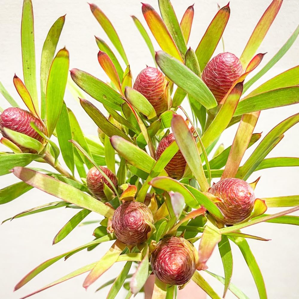 Amazon.co.jp: ITANSE リューカデンドロン ルビーレッド 5