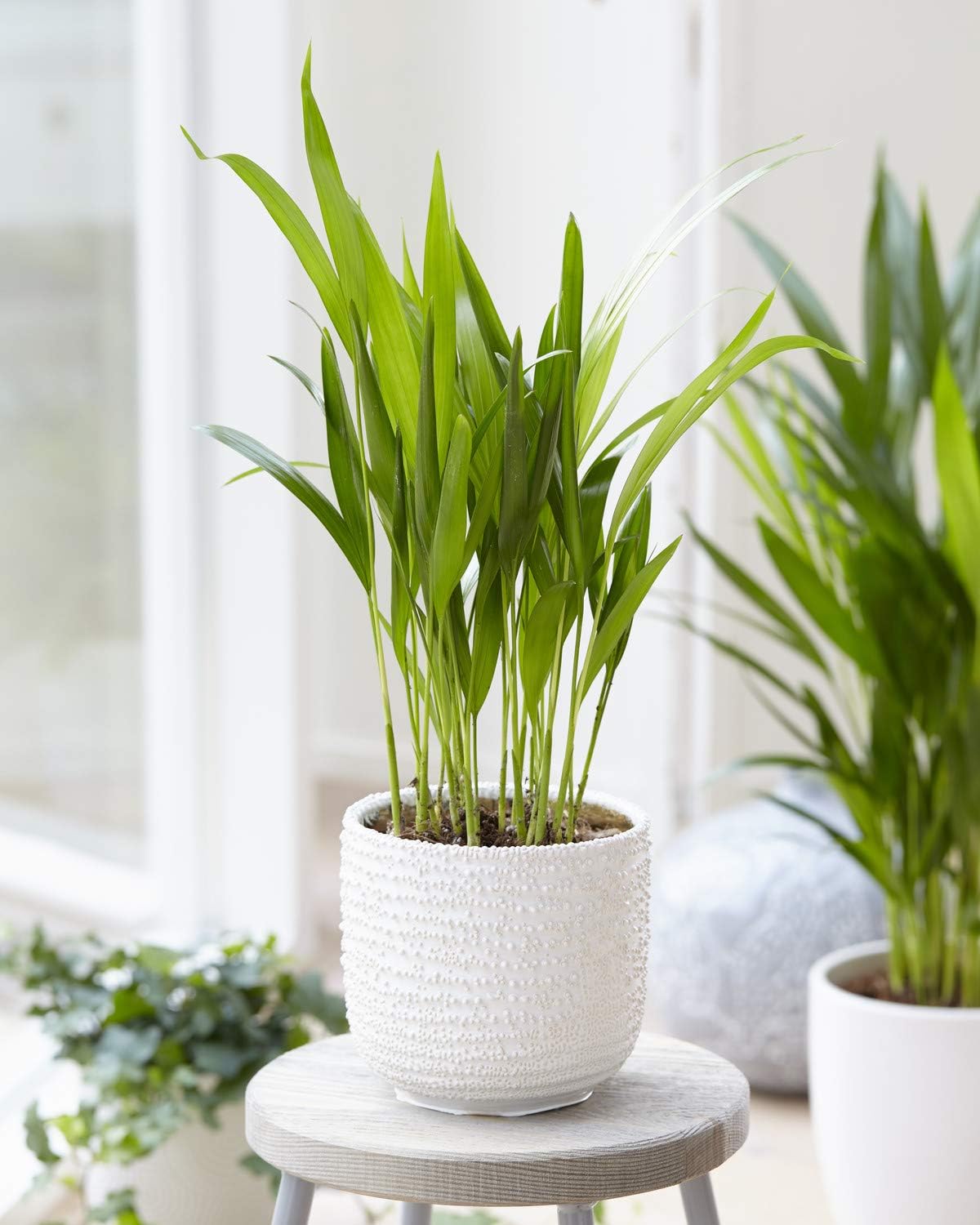Areca Palm Dypsis Lutescens Large Indoor House Plant for Home and Office in Pot