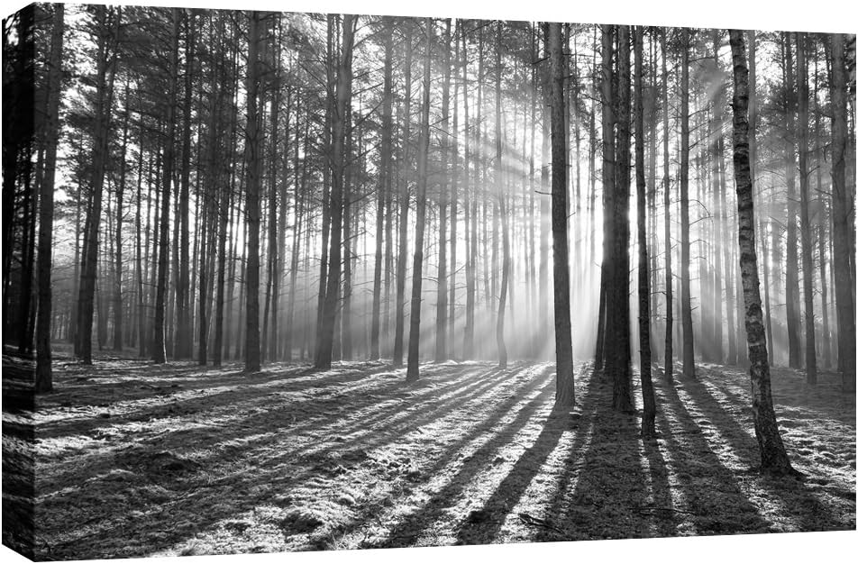 LANDSCAPES LARGE CANVAS ART PRINT SUN BEAMS THROUGH THE FOREST BLACK AND WHITE BOX CANVAS 34 X 20 INCHES READY TO HANG
