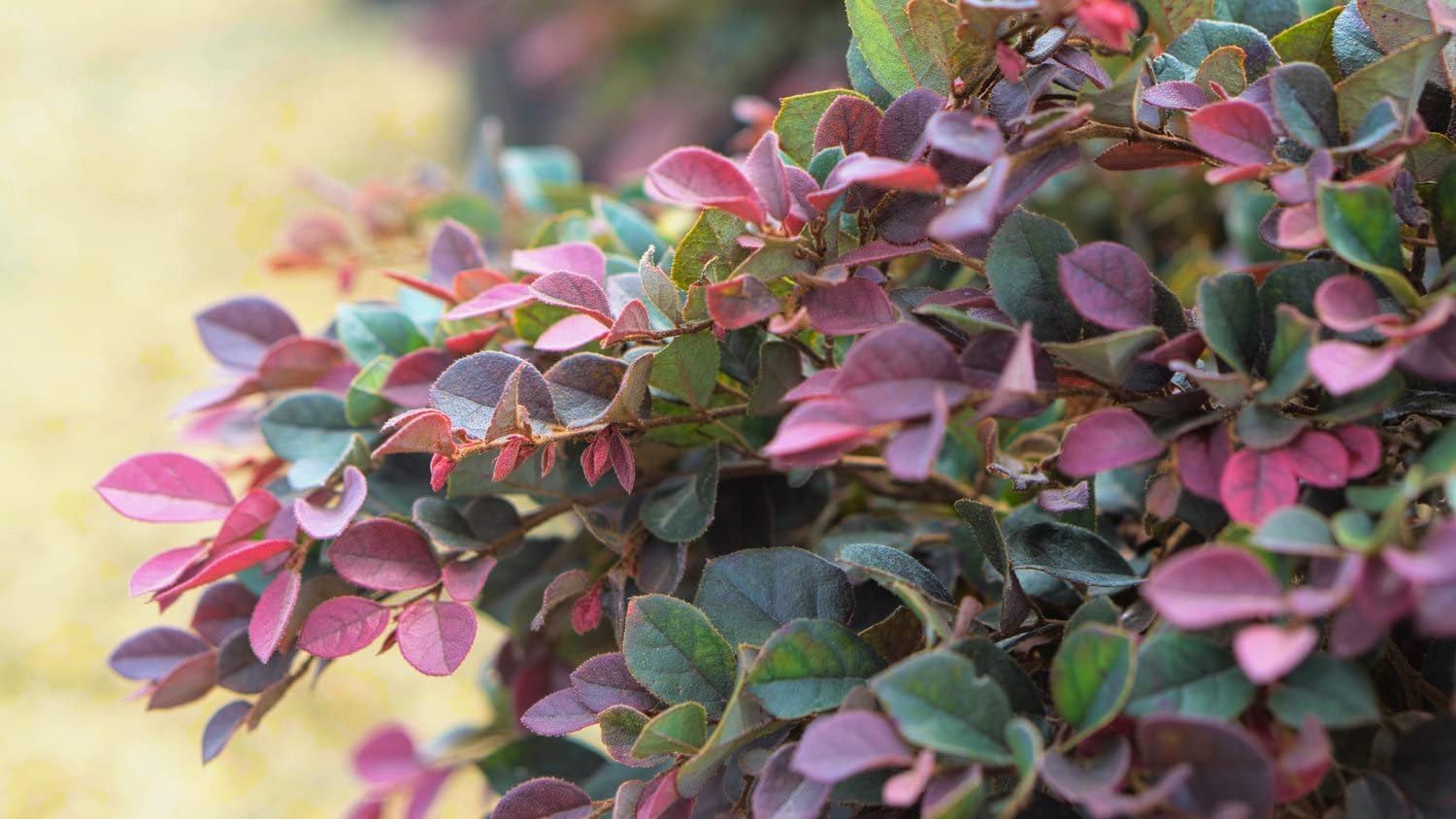 Loropetalum Ruby | 2 Large Trade Gallon Size Plants | Chinese Fringe Flower | Evergreen Flowering Shrub
