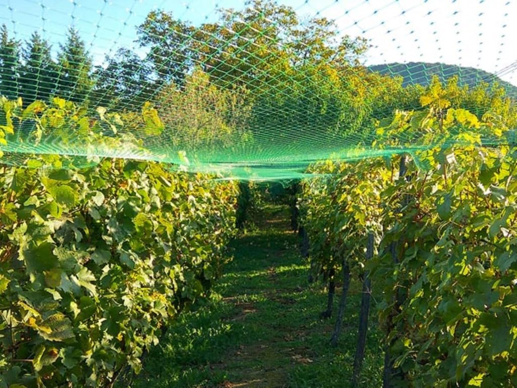 Perel Filet Anti-Oiseaux 8x8 m, Filet Vert avec Mailles de 20 mm, Filet léger en Polyester pour Arbres fruitiers, Potager, arbustes et Bassin, Grand Filet de Jardin Contre Les dégâts causés par Les