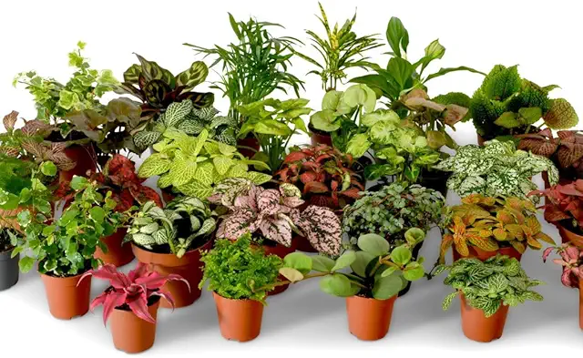 Terrarium Plant Mix: 5 Baby Plants for Indoor Gardens | Low Maintenance