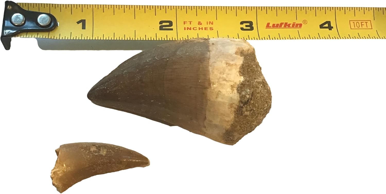 Huge Fossil Mosasaur Tooth (2 inch) & Free 1-inch Mosasaur Tooth - Only 40 Available