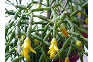 Yellow Christmas Cactus (Rhipsalis Salicornioides) - Vibrant Addition to Your Holiday Decor