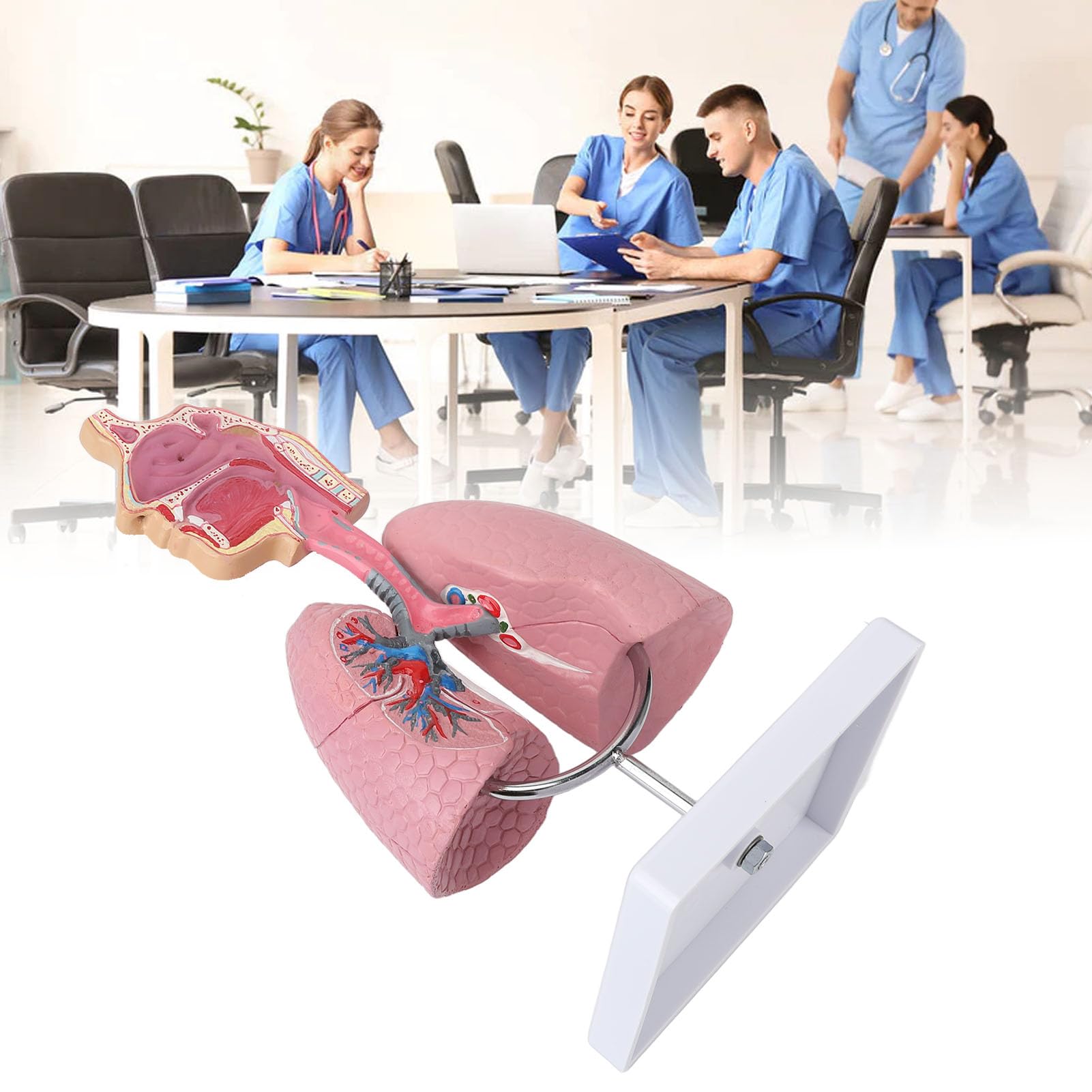 Modèle De Poumon Pédagogique - Outil D'Apprentissage Système Respiratoire Réaliste - Pour Salles De Classe