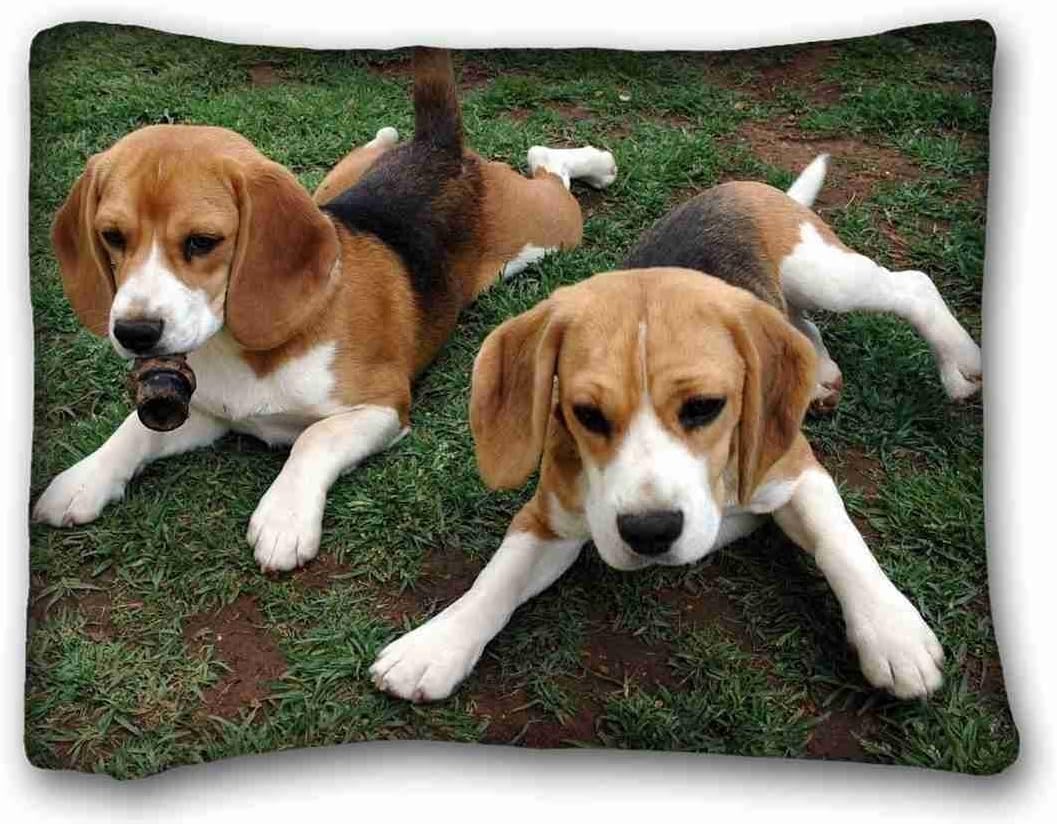 TSlook Throw Blankets Beagle Puppies Animals Fleece Blanket for Couch/Sofa/Bed 40x50