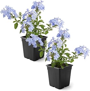 Live Hardy Plumbago 2-Pack