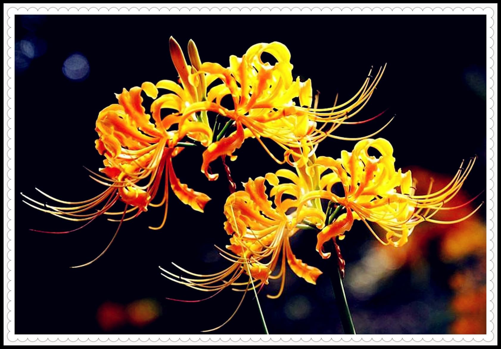 Cut Flowers/Lycoris Bulbs for Planting/Natural Organic/Wedding Flowers/Lycoris Radiata Bulbs for Sale/Good for Containers/Excellent Display-8 Bulbs-C