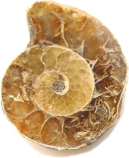 Ammonite Shell Cabochon, Natural Ammonite, Free Form Shape, 22Carat, 26x20x7MM SC-3240
