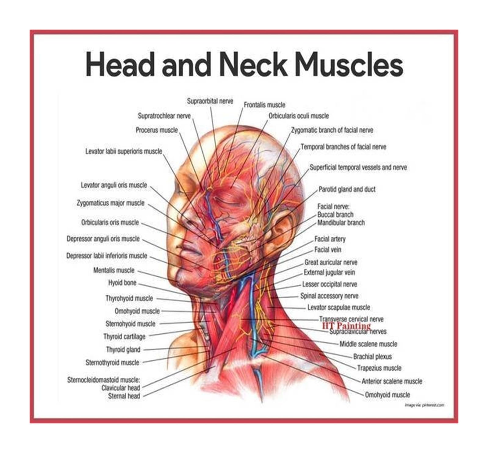 1pc Twarz Warga Anatomia Mięśnie Wzrost Włosów Plakat Druk Na Płótnie Obrazy Ścianę Twarzy Edukacja Medyczna Klinika Domowa Wystrój Szpitala(13,70X100cm Unframed)
