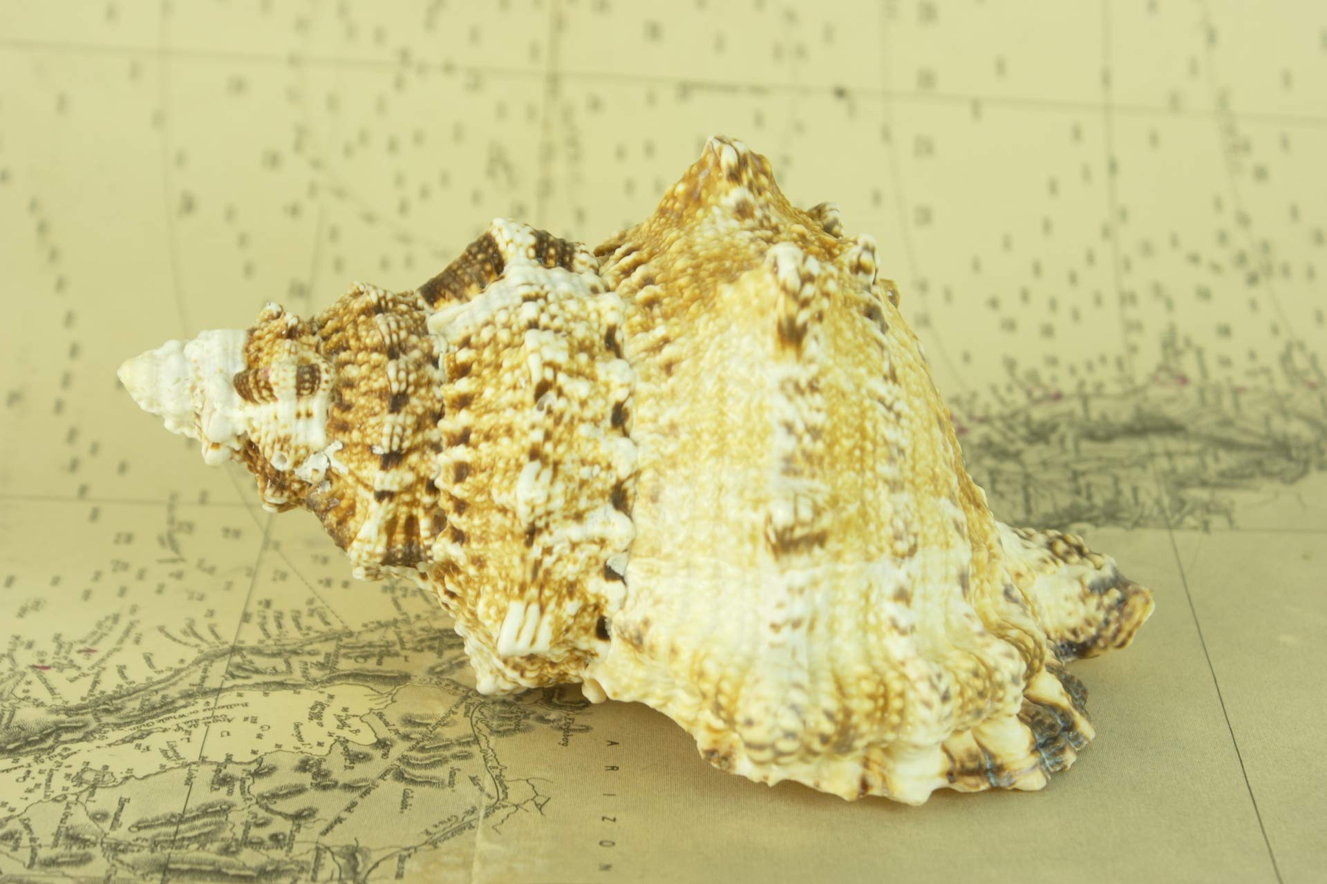 Caracola náutica Natural Bursa Bobu