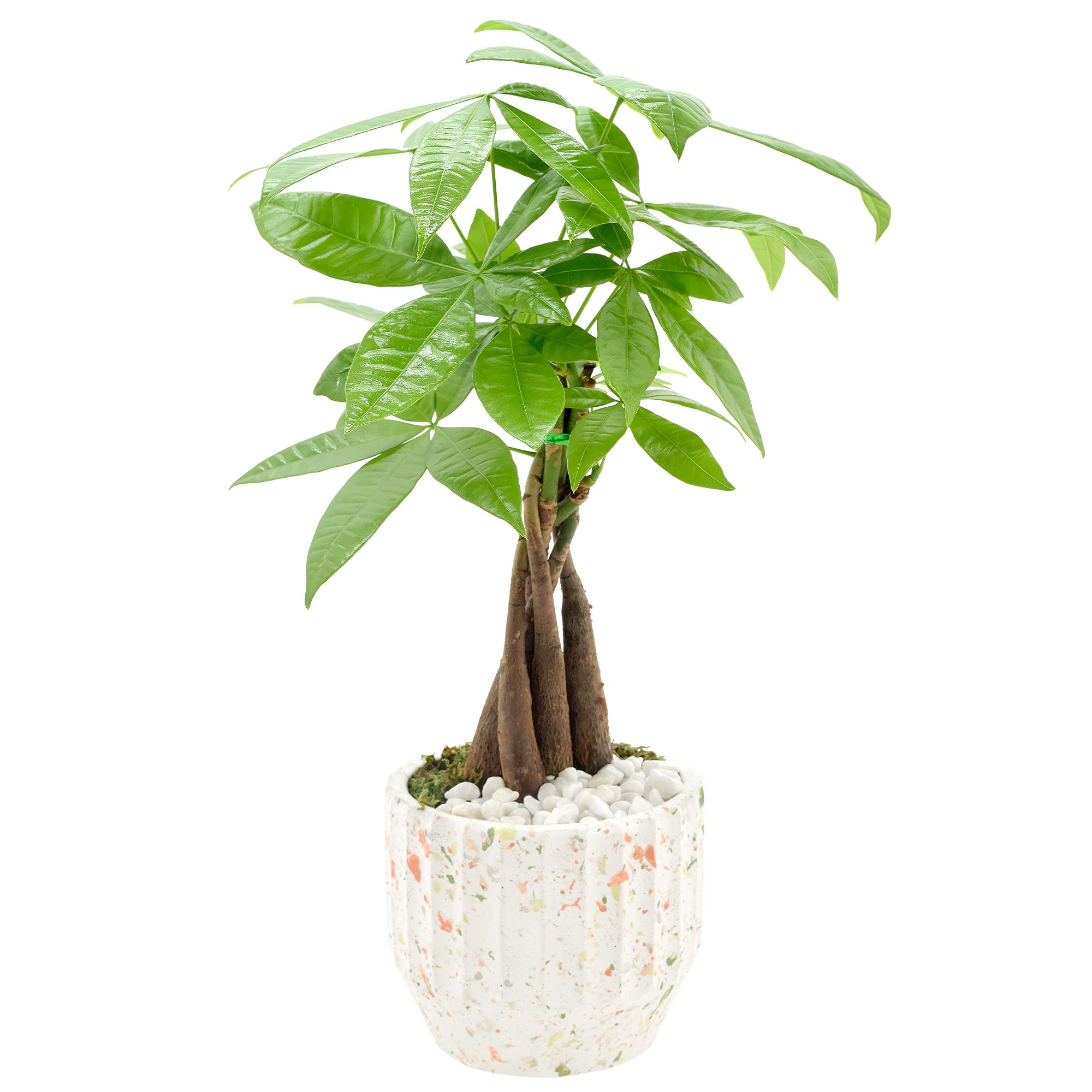 Amazon.com: Arcadia Garden Products LV47 錢樹室內植物斑點